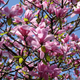 Illustration for article titled Pics from the Curbside: 2018-04-22 to Kerrisdale